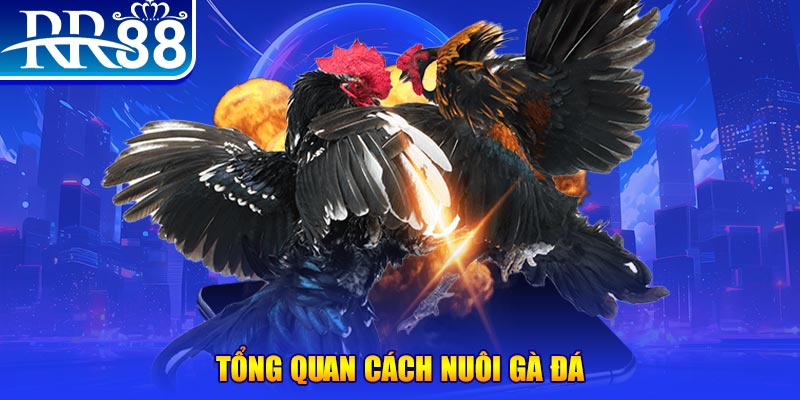 ok365vip VA Điện Tử
